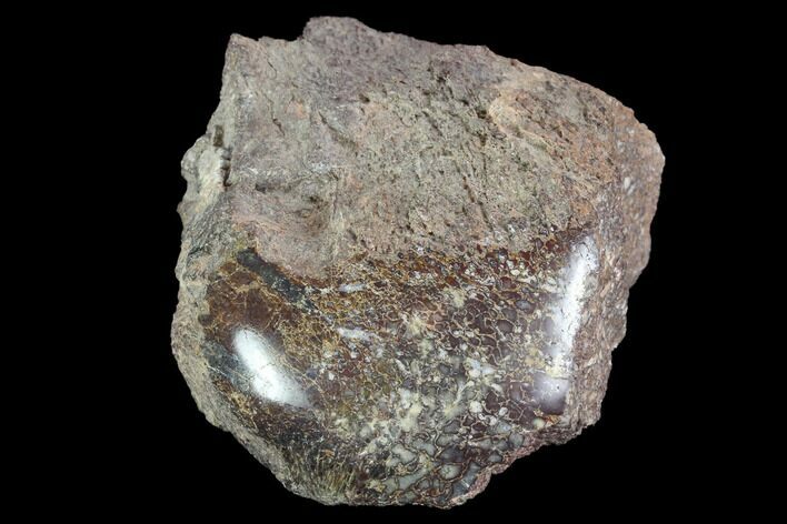 Polished Dinosaur Bone (Gembone) Section - Utah #96436